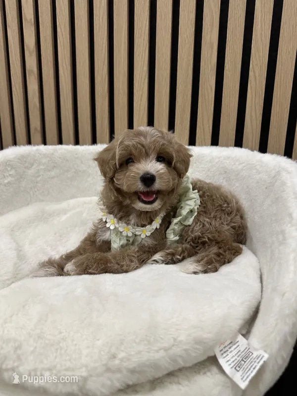 Celine Teacup – Maltipoo puppy for sale in Azusa, CA