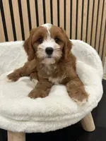 Clara, a female Cavapoo for sale in Azusa, CA – 4 of 4