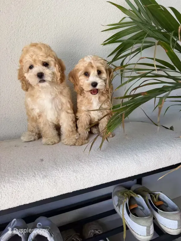 Clara – Cockapoo puppy for sale in Azusa, CA
