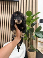 Jojo, a male Miniature Dachshund for sale in Azusa, CA – 2 of 3
