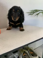 Vicky, a female Miniature Dachshund for sale in Azusa, CA – 3 of 3