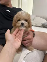 Tiny Jenny, a female Cavapoo for sale in Azusa, CA – Photo 3 of 4