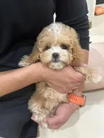 Tiny Jenny, a female Cavapoo for sale in Azusa, CA – Photo 2 of 4