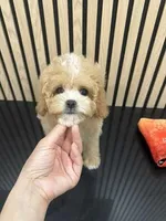 Tiny Jenny, a female Cavapoo for sale in Azusa, CA – Photo 4 of 4