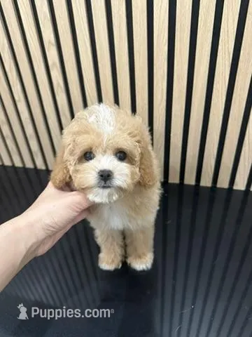 Tiny Jenny – Cavapoo puppy for sale in Azusa, CA