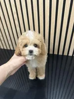 Tiny Jenny, a female Cavapoo for sale in Azusa, CA – Photo 1 of 4