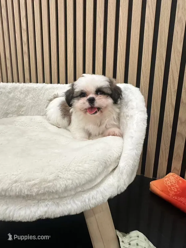 Clara – Shih Tzu puppy for sale in Azusa, CA