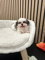 Clara, a female Shih Tzu for sale in Azusa, CA – 1 of 4