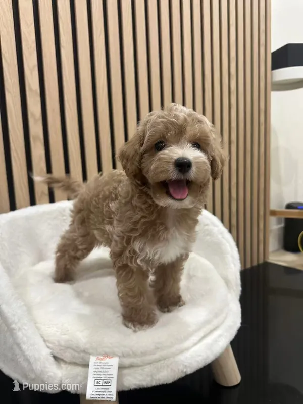 Celine Teacup – Maltipoo puppy for sale in Azusa, CA