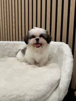 Clara, a female Shih Tzu for sale in Azusa, CA – 4 of 4
