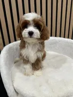Lucas, a male Cavapoo for sale in Azusa, CA – 4 of 4