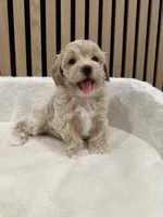 Ben teacup, a male Maltipoo for sale in Azusa, CA – 4 of 4