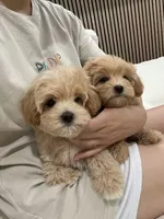 jimmy, a male Maltipoo for sale in Azusa, CA – 4 of 4