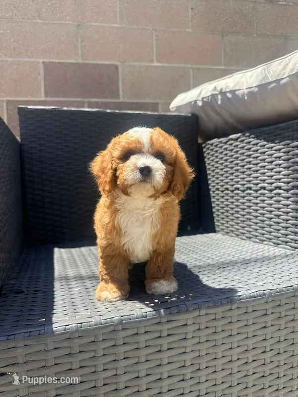 Clara – Cavapoo puppy for sale in Azusa, CA