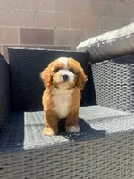 Clara, a female Cavapoo for sale in Azusa, CA – 1 of 4
