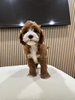 jimmy, a male Cavapoo for sale in Azusa, CA – Photo 4 of 4