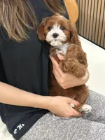 jimmy, a male Cavapoo for sale in Azusa, CA – Photo 2 of 4