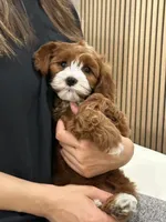 jimmy, a male Cavapoo for sale in Azusa, CA – Photo 3 of 4