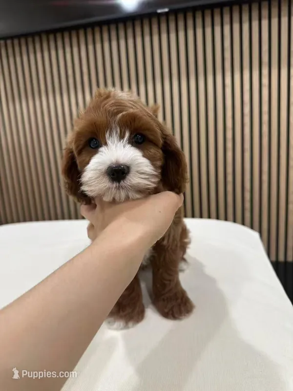 jimmy – Cavapoo puppy for sale in Azusa, CA