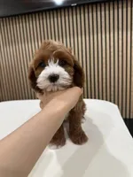 jimmy, a male Cavapoo for sale in Azusa, CA – Photo 1 of 4