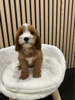 Clara, a female Cavapoo for sale in Azusa, CA – 3 of 4