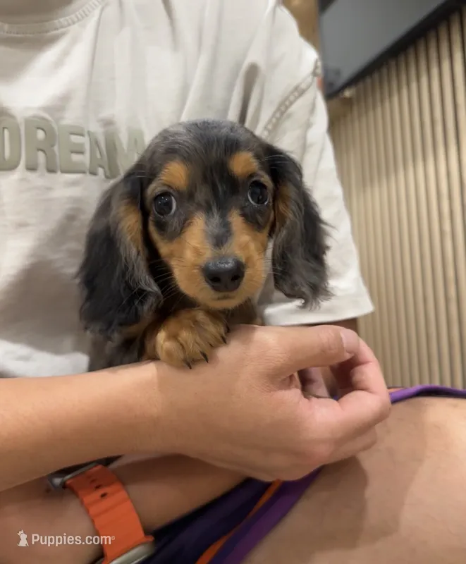 Ben – Miniature Dachshund puppy for sale in Azusa, CA
