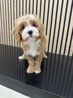 nane , a female Cavapoo for sale in Azusa, CA – Photo 2 of 4