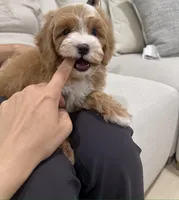 nane , a female Cavapoo for sale in Azusa, CA – Photo 3 of 4