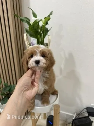 nane  – Cavapoo puppy for sale in Azusa, CA