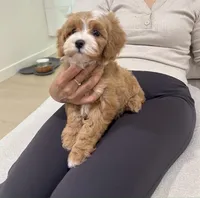 nane , a female Cavapoo for sale in Azusa, CA – Photo 4 of 4