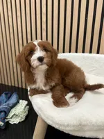 James, a male Cavapoo for sale in Azusa, CA – 4 of 4