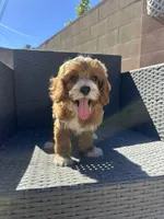 Cherry, a female Cockapoo for sale in Azusa, CA – 2 of 3