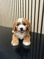 Clara, a female Cavapoo for sale in Azusa, CA – 3 of 4