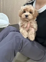 charles, a male Maltipoo for sale in Azusa, CA – 2 of 3
