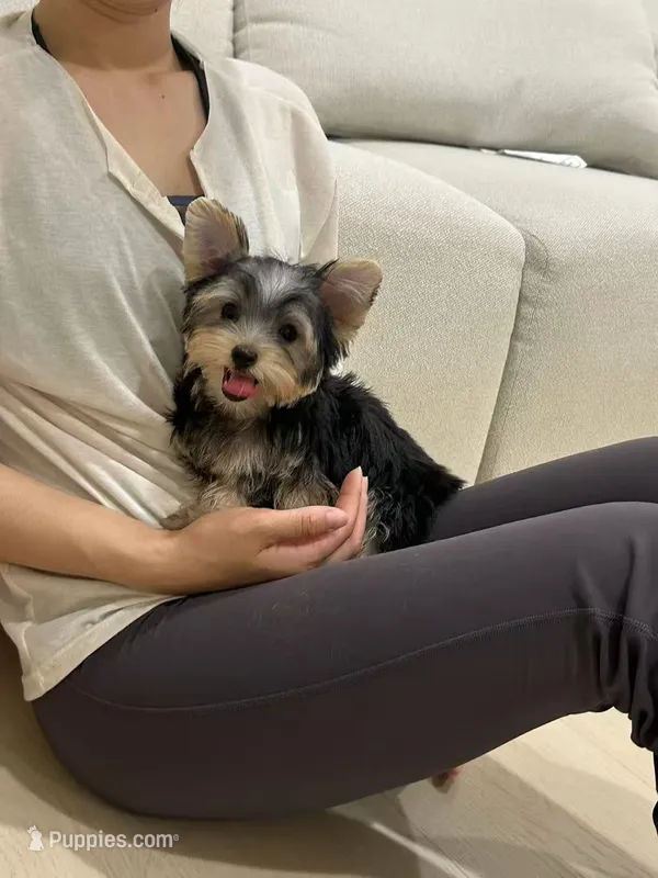 Alice  – Yorkshire Terrier puppy for sale in Azusa, CA