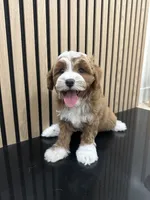 Clara, a female Cavapoo for sale in Azusa, CA – 3 of 3