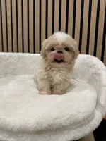 Celine, a female Shih Tzu for sale in Azusa, CA – 2 of 4