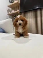 charles, a male Cavapoo for sale in Azusa, CA – 1 of 5