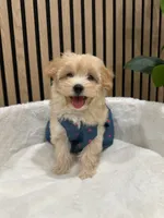 Celine, a female Maltipoo for sale in Azusa, CA – 3 of 4