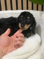 Jojo, a male Miniature Dachshund for sale in Azusa, CA – 3 of 3