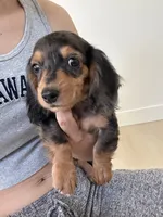 Ben, a male Miniature Dachshund for sale in Azusa, CA – 3 of 4