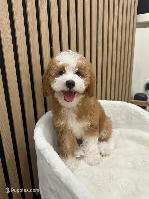 Clara – Cavapoo puppy for sale in Azusa, CA
