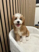 Clara, a female Cavapoo for sale in Azusa, CA – 1 of 4