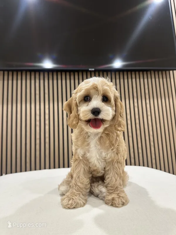 Clara – Cockapoo puppy for sale in Azusa, CA