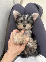 Amy Teacup, a female Yorkshire Terrier for sale in Azusa, CA – 4 of 4