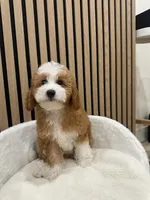 Clara, a female Cavapoo for sale in Azusa, CA – 2 of 4