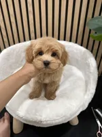 charles, a male Maltipoo for sale in Azusa, CA – 1 of 3