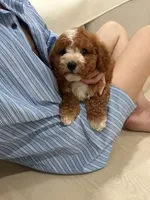 charles, a male Cavapoo for sale in Azusa, CA – 3 of 5