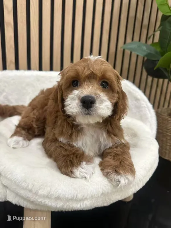 jimmy – Cockapoo puppy for sale in Azusa, CA