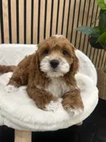 jimmy, a male Cockapoo for sale in Azusa, CA – 1 of 3